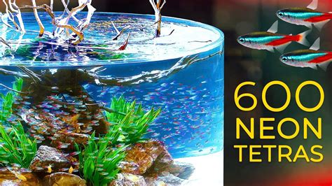 600 Neon Tetras— CRAZY Schooling Behavior!!! - YouTube