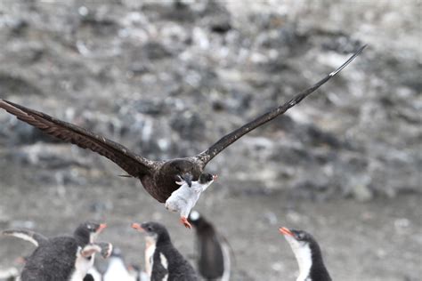 Brown Skua - Encyclopedia Westarctica