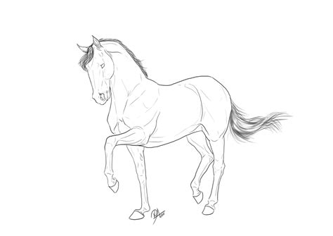 Dressage Horse Drawing at GetDrawings | Free download