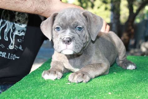 Blue brindle male pup