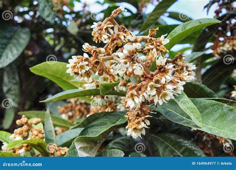 White Flowers of Medlar Tree Stock Image - Image of outdoors, loquat ...