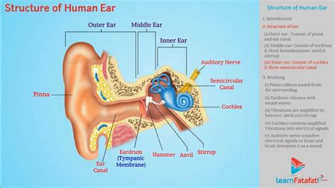 Human Ear Structure And Function