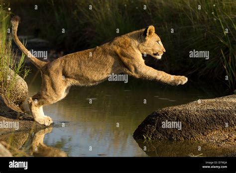 Jumping Of The Lion High Resolution Stock Photography and Images - Alamy