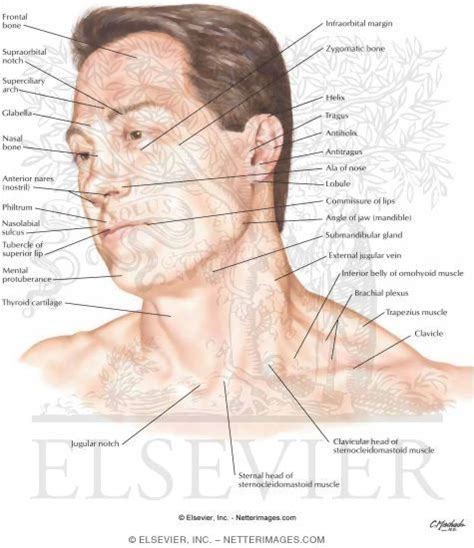 Head and Neck: Surface Anatomy