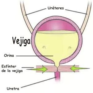 Qué significa vejiga neurógenica, Concepto de vejiga neurógenica