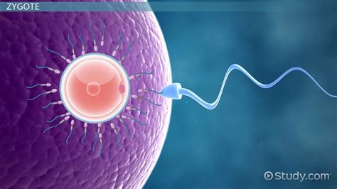 Ovulation & Fertilization: Medical Terminology - Lesson | Study.com