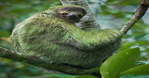 Sloths have a symbiotic relationship with green algae in their fur so they sometimes appear ...