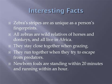 Zebra By Lauren Holland. - ppt download