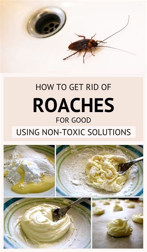 How To Get Rid Of Roaches For Good Using Non-Toxic Solutions - 101CleaningSolutions.com ...