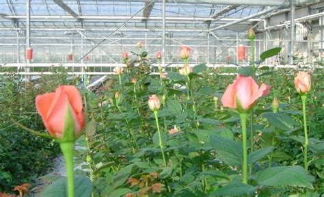 Rose Cultivation in Greenhouse Guide | Agri Farming