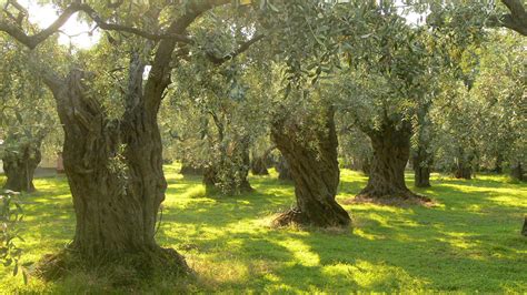 File:Olive trees on Thassos.JPG - Wikimedia Commons