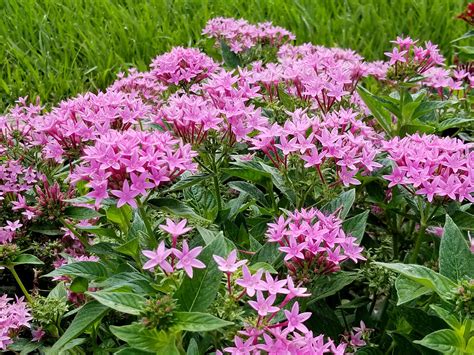 New pentas are great for color, butterflies | Mississippi State University Extension Service