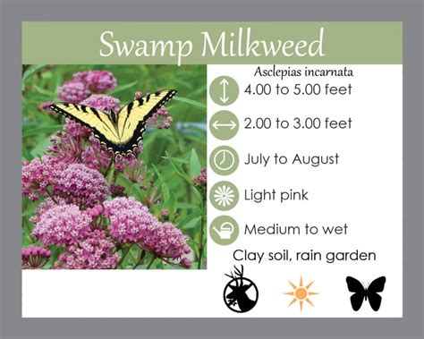 Buy Swamp Milkweed - Lauren's Garden Service - Native Plant Shop