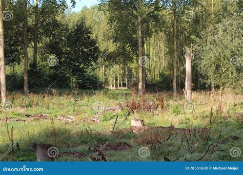 Cutted trees stock photo. Image of bushes, nature, grass - 78551630