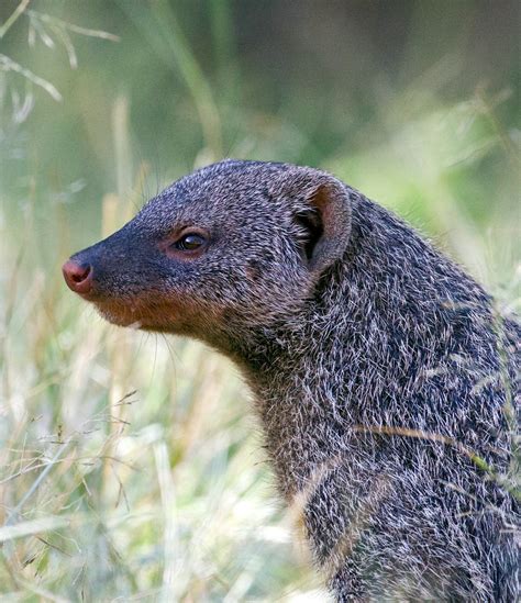 Mongooses and humans share some aggressive leadership tactics