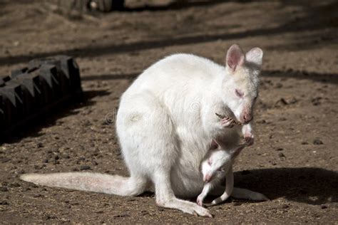 Albino wallaby with a joey stock image. Image of outside - 135201317