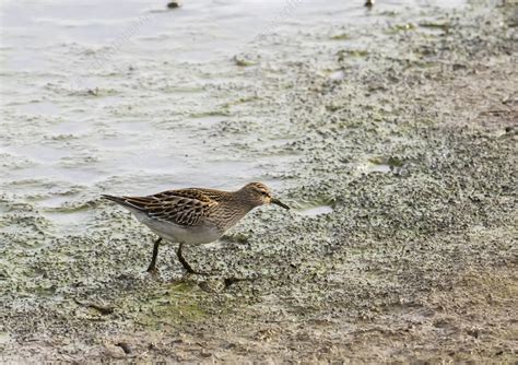 Pectoral sandpiper - Stock Image - C058/2102 - Science Photo Library