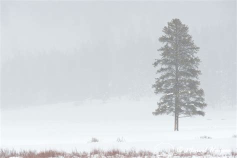 Marcel Huijser Photography | Rocky Mountain landscapes: Tree in snow ...