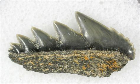 Fossil Cow Shark (Notorynchus) Tooth - Maryland For Sale (#21317) - FossilEra.com