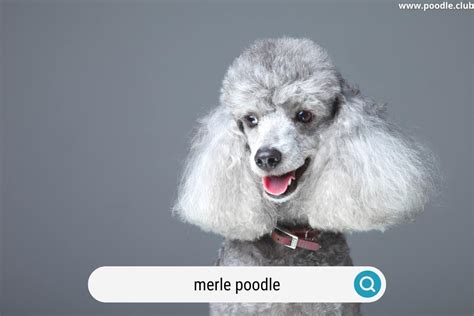 What is a Merle Poodle [Explained] - Poodle Club