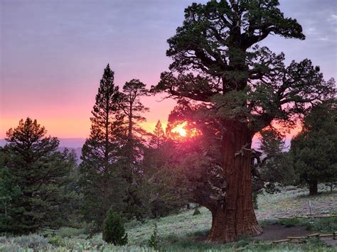 FYI: One of the Oldest Trees on Earth Is in Northern California