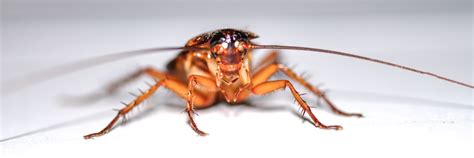 Are Palmetto Bugs Cockroaches? - ClearDefense Pest Control