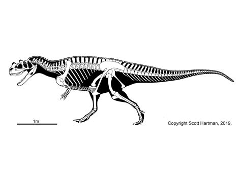 Ceratosaurus nasicornis type specimen Skeleton Model, Skeleton Drawings, Skeleton Art, Dinosaur ...