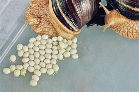 Giant African Achatina Fulica Snail Lays Eggs. Stock Photo - Image of fulica, eggs: 112342598