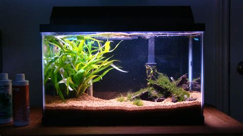 cichlids.com: 10g Planted Crystal Red Shrimp Tank