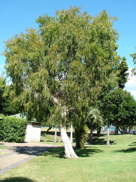 Melaleuca leucadendra - Alchetron, The Free Social Encyclopedia