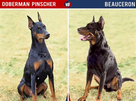 11 Dog Breeds That Look Like Doberman Pinschers - PetHelpful