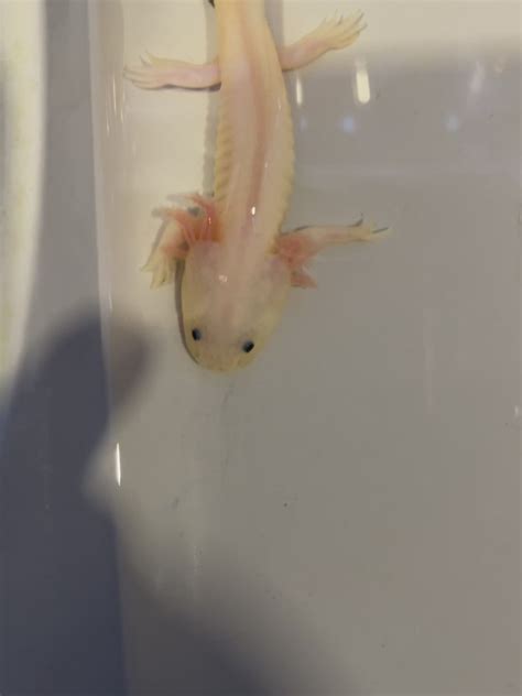 Firefly Axolotl #C (Ambystoma mexicanum) – monsteraquariumonline