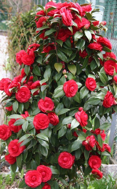 How to Grow Camellias - Today's Homeowner | Flowering bushes, Beautiful ...