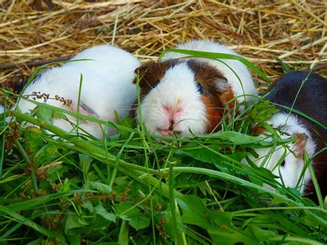 Guinea Pig House Cavia Porcellus Guinea Pig Caviidae-20 Inch By 30 Inch Laminated Poster With ...