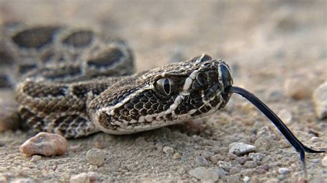 Kansas Herpetofaunal Atlas