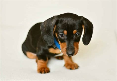 Dachshund Puppies: Everything You Need to Know | The Dog People by Rover.com
