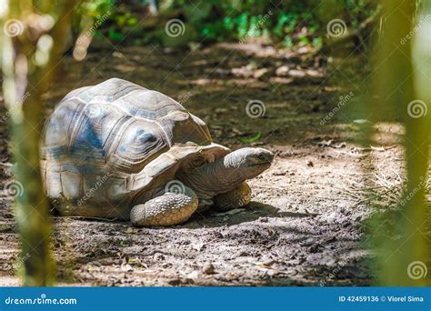 Aldabra Giant Tortoise Turtle Stock Photo - Image of endangered, coldblooded: 42459136