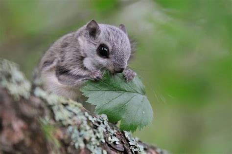 Can You Keep A Pet Flying Squirrel? (Why It’s A Bad Idea)