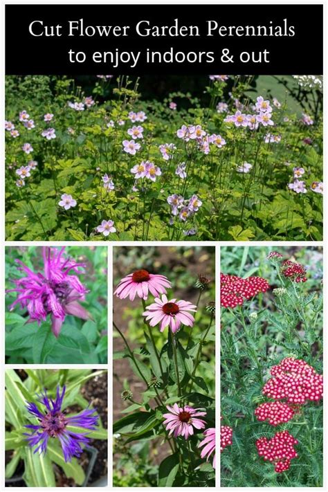 Cut Flower Garden Perennials to Enjoy Indoors and Out