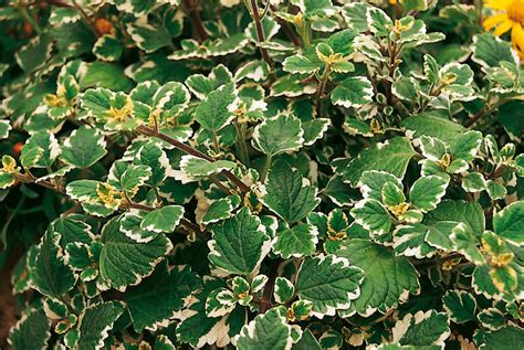 Variegata - Swedish Ivy - Plectranthus coleoides | Proven Winners