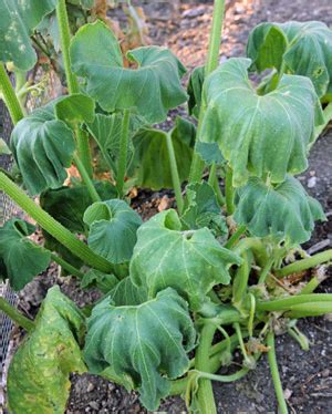 Squash Vine Borer, Melittia cucurbitae – Wisconsin Horticulture