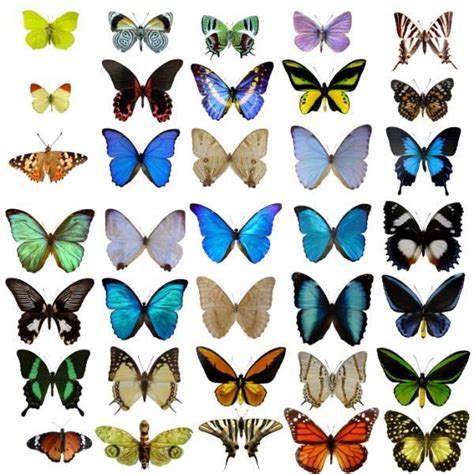 Zebra's Stripes, Butterfly's Wings: How Do Biological Patterns Emerge ...