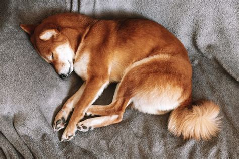 10 Dog Sleeping Positions And The Meaning Behind Them