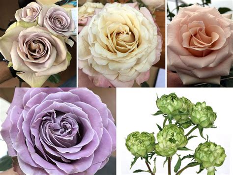 Alexandra Farms Introduces Five New Varieties of Fresh Cut Garden Roses ...