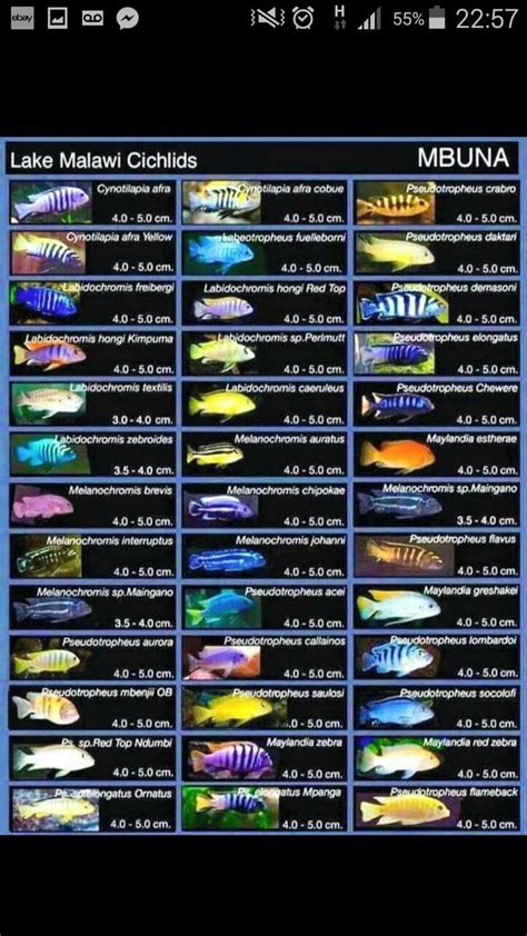 African Cichlid Chart Mbuna Lake Malawi - #african #chart #cichlid #lake #malawi #mbuna ...