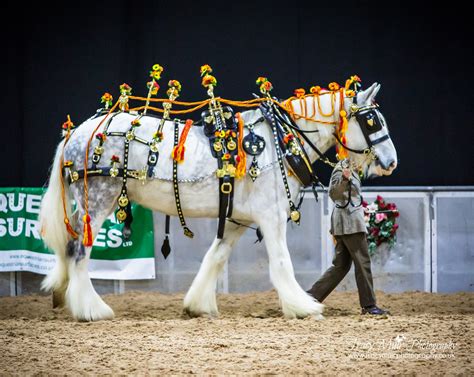 World’s largest gathering of Shire horses | The Gaitpost