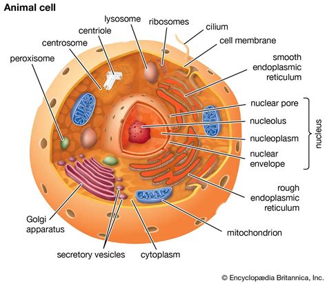 identify and label each part of the eukaryotic cell - brainly.com