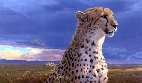 Cheetah Wallpapers HD - Wallpaper Cave