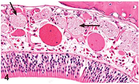 Olfactory Epithelium Slide