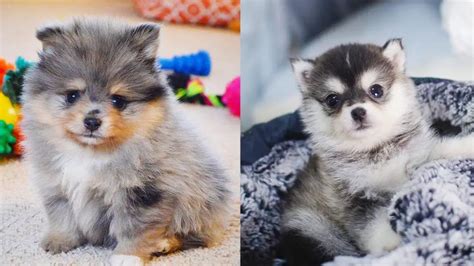 Pomsky - 12 Surprising Facts About Pomeranian Husky Mix